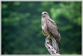 Saint Piat _06-06-2018-09-09-19_0787